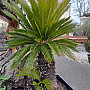 CYCAS REVOLÚTA - výška 180cm