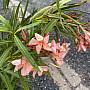 Oleander Nerium - kríkový /125cm