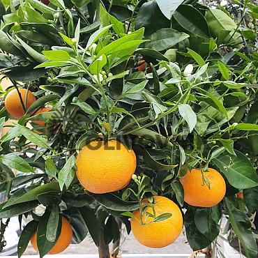 Citrus Reticulata - Mandarínka ( 120 - 140cm) / VYPREDANÉ