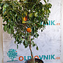 Citrus Sinensis - Pomarančovník čínsky 15Lt ( 140/160CM)