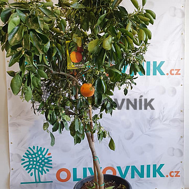 Citrus Reticulata - Mandarínka ( 120 - 140cm) / VYPREDANÉ