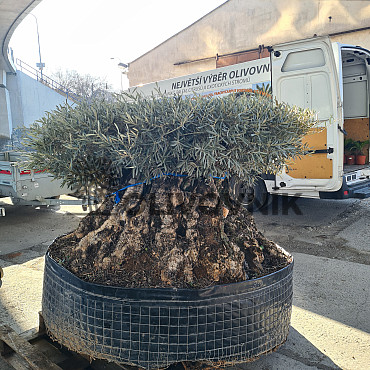 Olivovník Európsky - Bonsai disco 340cm obvod kmeňa