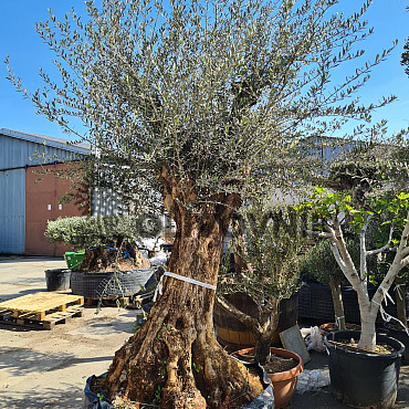 Olivovník Európsky - Bonsai Ejemplar Cesto