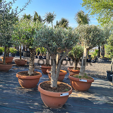 Olivovník Európsky - Bonsai Tarrina