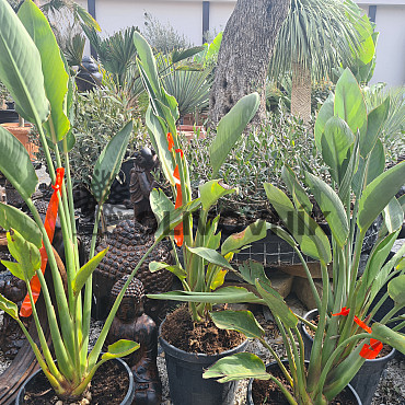 Strelitzia Reginae - 10Lt, 18Lt, 35Lt