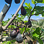 FICUS CARICA - Extra bowl - 20/30 Bonsai