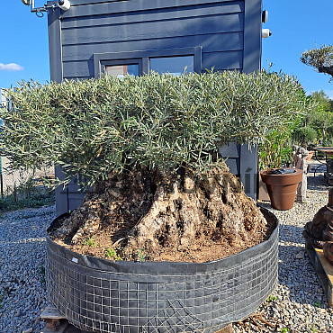 Olivovník Európsky - Bonsai disco 340cm obvod kmeňa