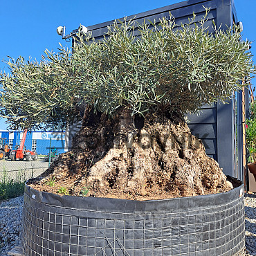 Olivovník Európsky - Bonsai disco 340cm obvod kmeňa