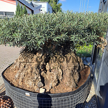 Olivovník Európsky - Bonsai disco 340cm obvod kmeňa