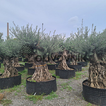 Olivovník Európsky - Bonsai Lechin Grande