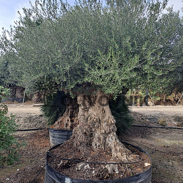 Olivovník Európsky - Bonsai Lechin Extra