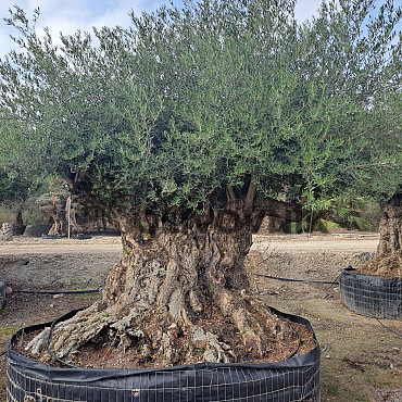 Olivovník Európsky - Bonsai Lechin Extra