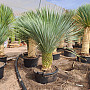 Yucca Rostrata Nacional EXTRA