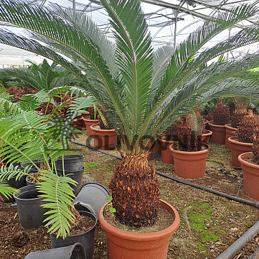 Cycas Revoluta