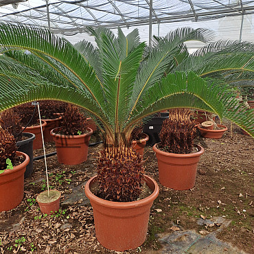 Cycas Revoluta