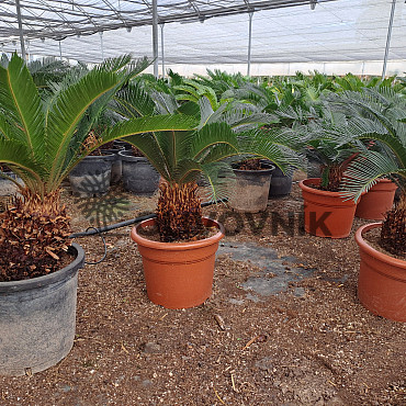 Cycas Revoluta