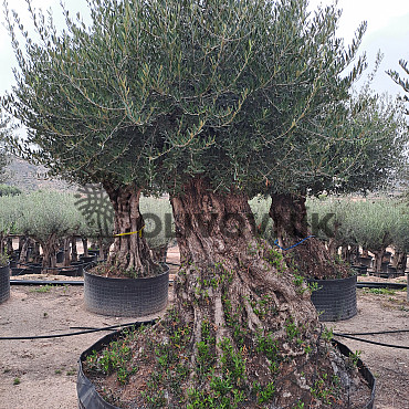 Olivovník Európsky - Bonsai Lechin Extra