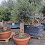 Olea Europaea Bonsai Joven T90 - 180/210cm