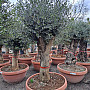 Olea Europaea Bonsai Joven T90 - 180/210cm