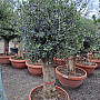 Olea Europaea Bonsai Joven T90 - 180/210cm