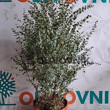 EUKALYPTUS GUNNI / 120cm, 20Lt