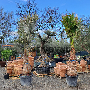 Washingtonia Robusta 220/240cm