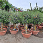 Olea Europaea Bonsai Joven T72-75 - 140/160cm / TOP CENA