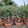 Olea Europaea Bonsai Joven T72-75 - 140/160cm / TOP CENA