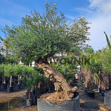 Olivovník Bonsaj - Olea Europaea Bonsai