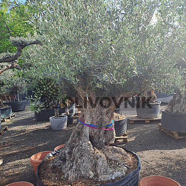 Olivovník Bonsaj - Olea Europaea Bonsai