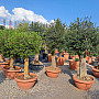 Olea Europaea Bonsai Joven T90 - 180/210cm