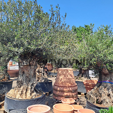 Olivovník Bonsaj - Olea Europaea Bonsai