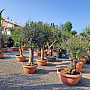 Olea Europaea Bonsai Joven T90 - 180/210cm