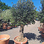 Olea Europaea Bonsai Joven T90 - 180/210cm