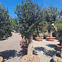 Olea Europaea Bonsai Joven T90 - 180/210cm