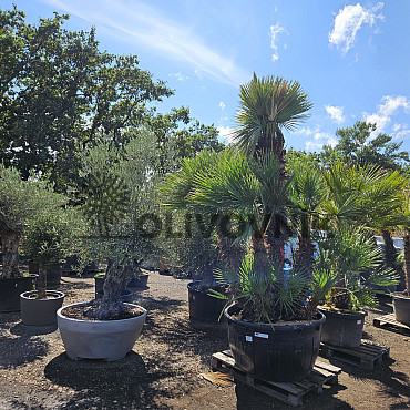 Chamaerops Humilis - Grupo