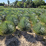 Yucca Rostrata 10L, 15L, 25L