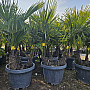 Trachycarpus Fortunei - trojkmeň - mrazuvzdorná palma (-17C)