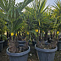 Trachycarpus Fortunei - trojkmeň - mrazuvzdorná palma (-17C)