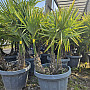 Trachycarpus Fortunei - trojkmeň - mrazuvzdorná palma (-17C)