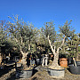 Olea Europaea Hojiblanca Low Pot / 200cm+