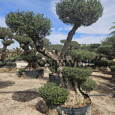 Olivovník Európsky - Bonsai Pon Pon Grande