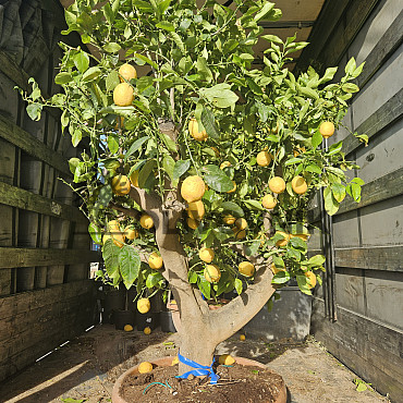 CITRUS LIMON - obvod kmeňa 40/50cm / výška 180/200cm