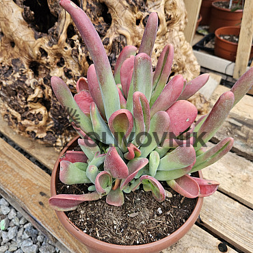 Kalanchoe oricolo 15Lt - C25