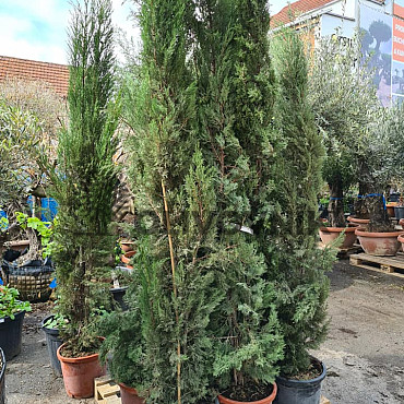 Cyprus vždyzelený - Cupressus Sempervirens Stricta - Totem EXTRA