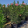 Oleander Nerium C35 - kríkový biely, ružový, červený