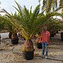 PHOENIX CANARIENSIS 30/50 kmeň