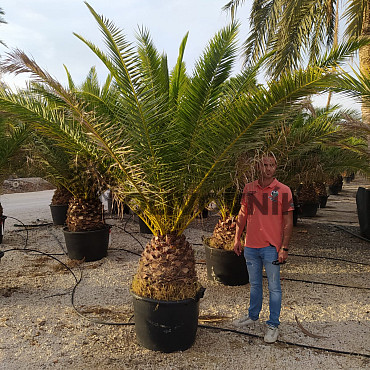 PHOENIX CANARIENSIS 60/80 kmeň