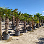 Trachycarpus Fortunei - mrazuvzdorná palma (-17C) / TOP CENA