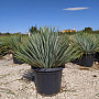 Yucca Rostrata 10L, 15L, 25L